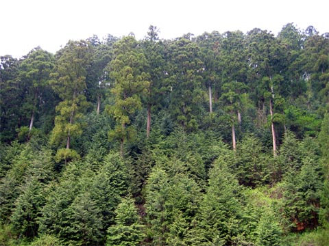 複層林の写真