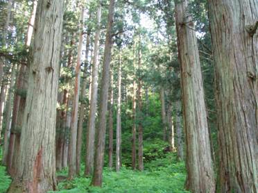 日本最大級の金山スギ人工林